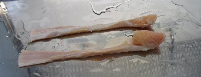 Freeze Dried Grafts